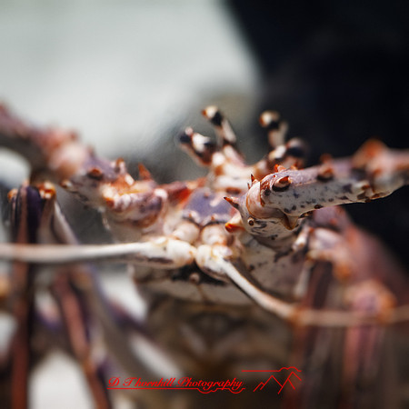 florida-nov-2014-sealife-010-nas