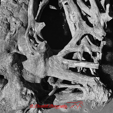 port_crescent_state_park-infrared_2013-013