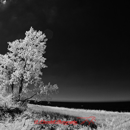 port_crescent_state_park-infrared_2013-020