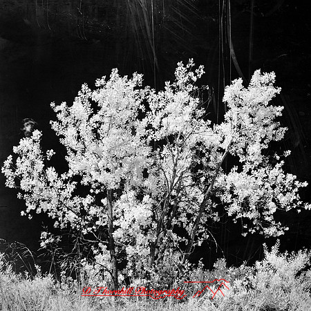 port_crescent_state_park-infrared_2013-021-nas