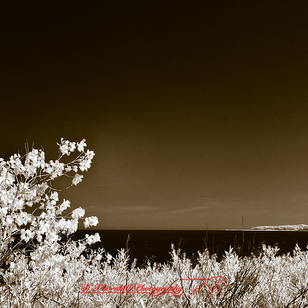port_crescent_state_park-infrared_2013-003