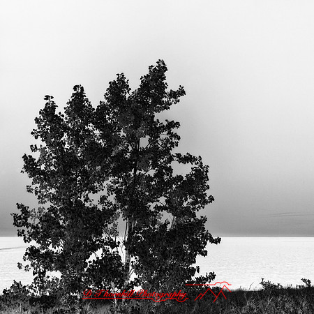 port_crescent_state_park-infrared_2013-005-nas