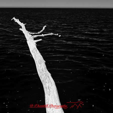port_crescent_state_park-infrared_2013-012