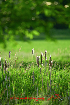 shiawasse-june-2006_012
