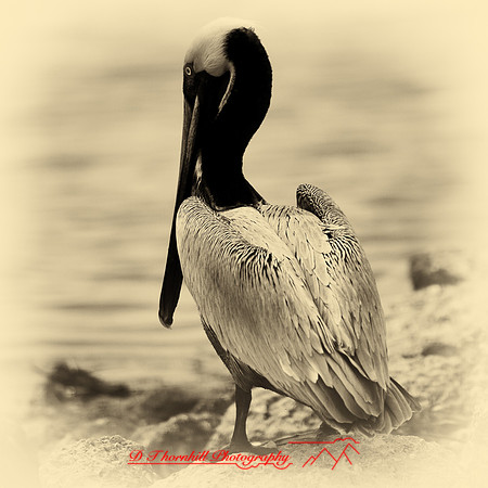 florida-2013-images-106-nas