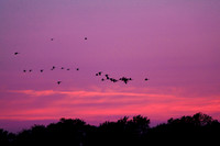 shiawasse_sept-2008_04.jpg