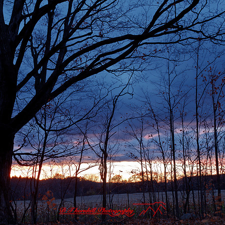 bird_farm_images_2013-011
