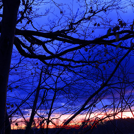 bird_farm_images_2013-012