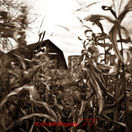 bird_farm_images_2013-002