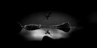 bugs- 2020 - 002-nik-ps