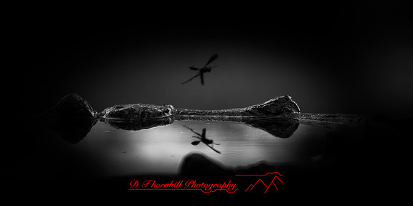 bugs- 2020 - 002-nik-ps
