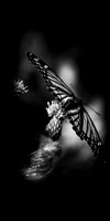bugs- 2020 - 005