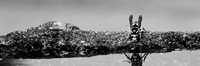 bugs- 2020 - 006
