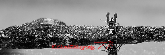 bugs- 2020 - 006