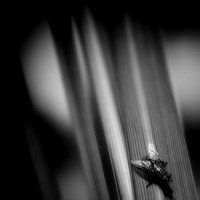 bugs- 2020 - 007-nik-ps