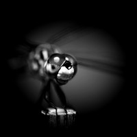 bugs- 2020 - 003