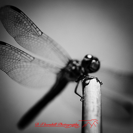 bugs- 2020 - 004-nik-ps