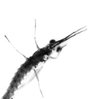bugs- 2020 - 001