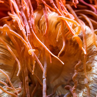 florida-nov-2014-sealife-006