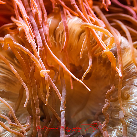 florida-nov-2014-sealife-006