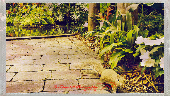 florida-march-2016-iphone-selby-gardens-027
