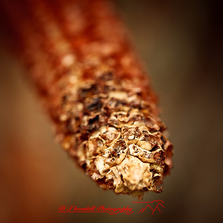 bird_farm_images_2013-015