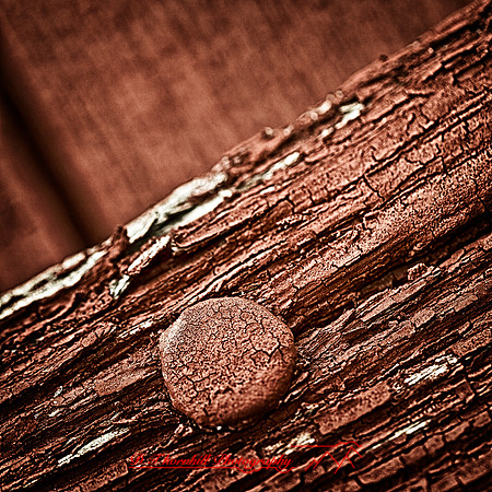 bird_farm_images_2013-016-nas_HDR
