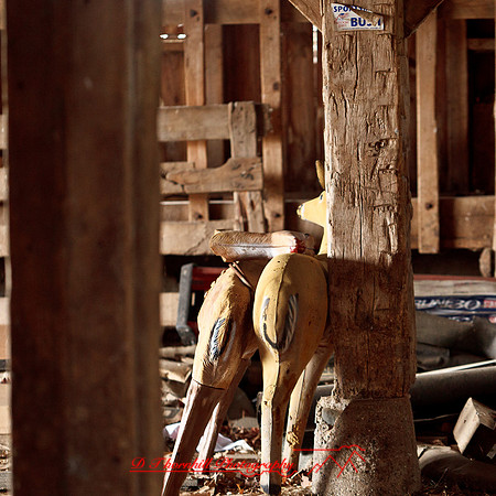 bird_farm_images_2013-025
