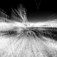 florida-2014-infrared-008-nas