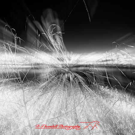 florida-2014-infrared-008-nas