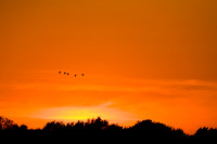 shiawasse_sept-2008_03.jpg