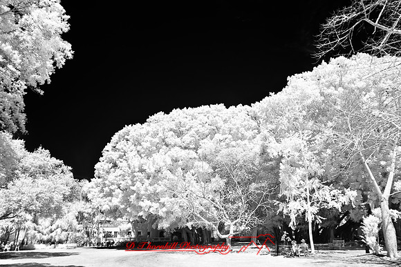 florida-2008-people-infrared_34.jpg