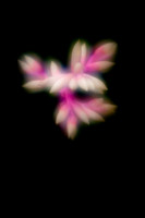 florida-2010-flowers_03