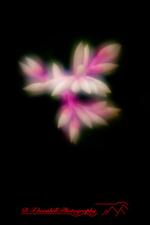 florida-2010-flowers_03