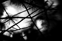 infrared-2010-random_010