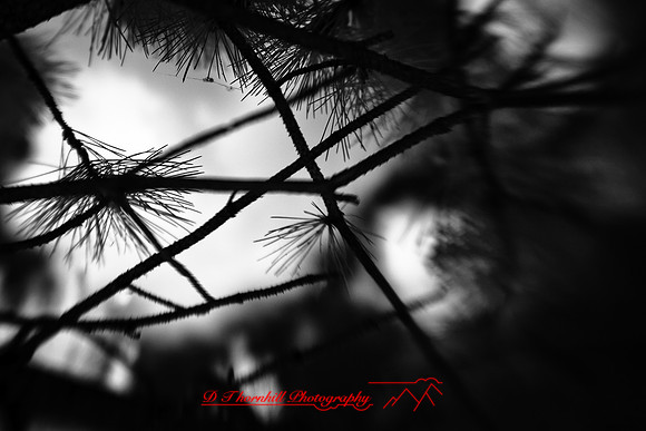 infrared-2010-random_010