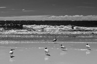 florida-infrared-nature-2011-31