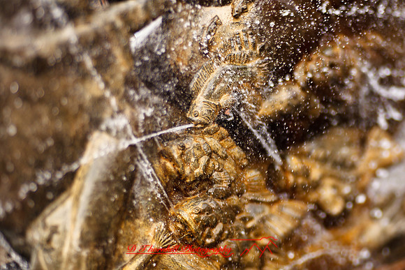assorted_images-2012-067-nas