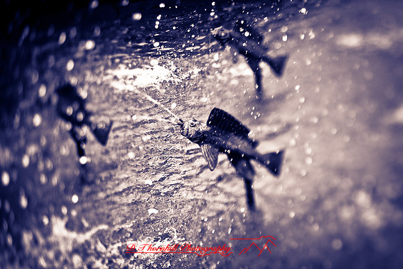 assorted_images-2012-068