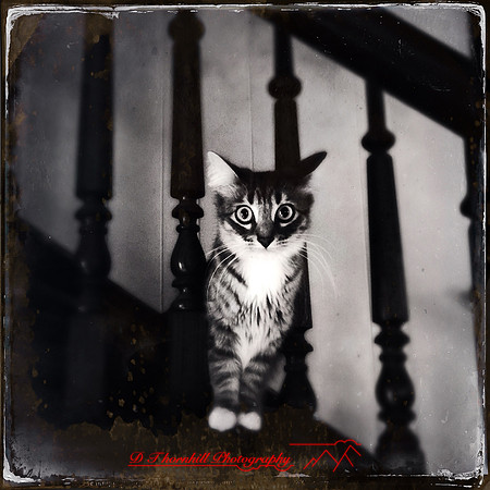 iphone-2014-cats-003