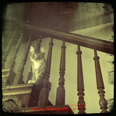 iphone-2014-cats-005