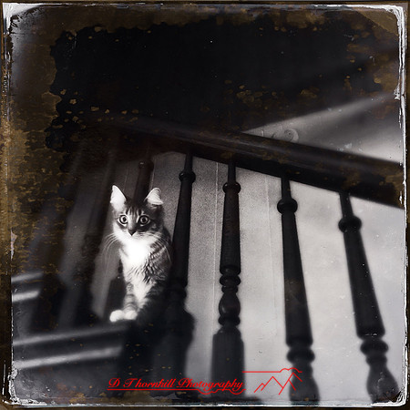 iphone-2014-cats-004