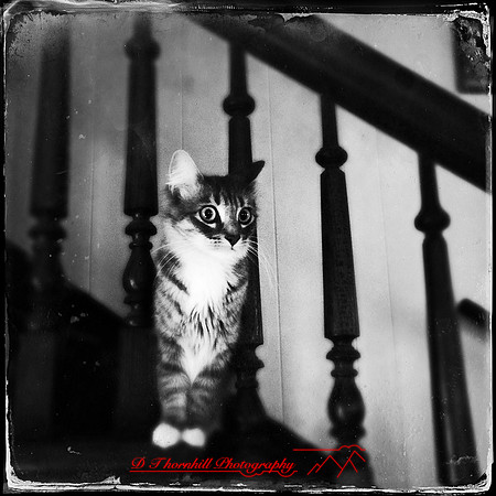 iphone-2014-cats-002