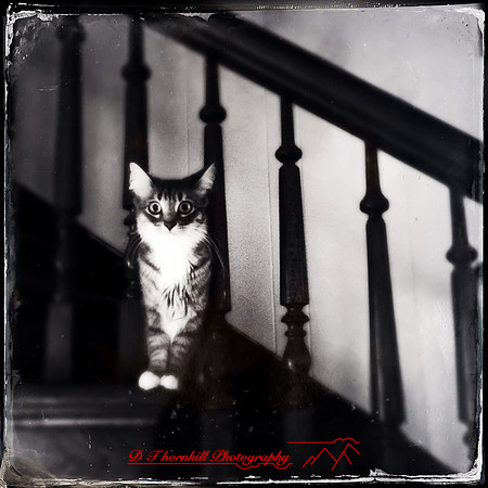 iphone-2014-cats-001