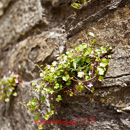 ireland-2013-298