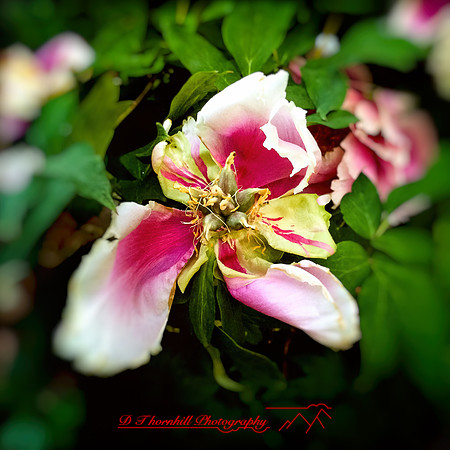 iPhones-2014-099-nas