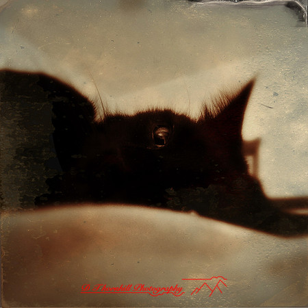 iphone-2014-cats-011
