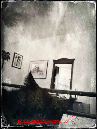 iphone-2014-cats-013