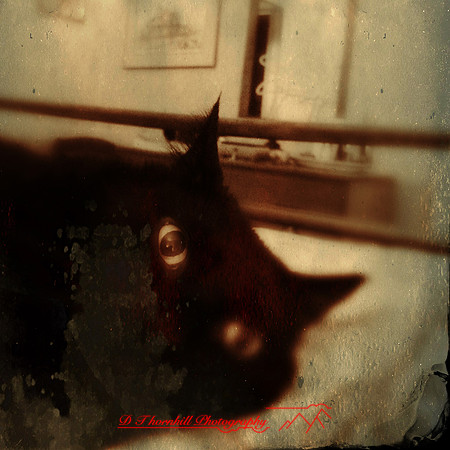 iphone-2014-cats-012