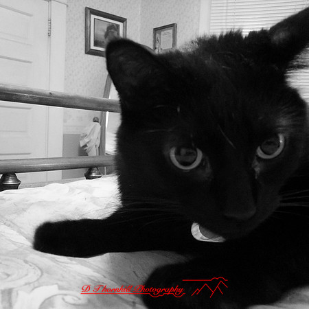 iphone-2014-cats-009